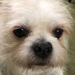 Meet your Posher, Trish